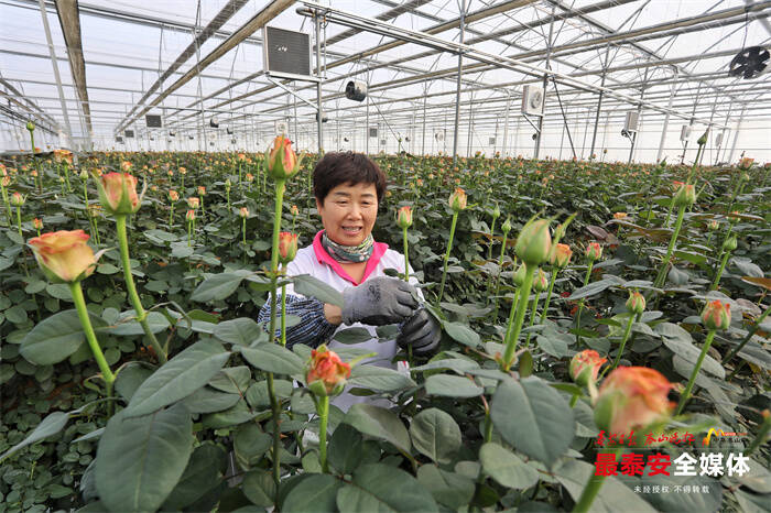 年产1亿枝鲜切玫瑰！新泰市打造高端玫瑰鲜切花基地