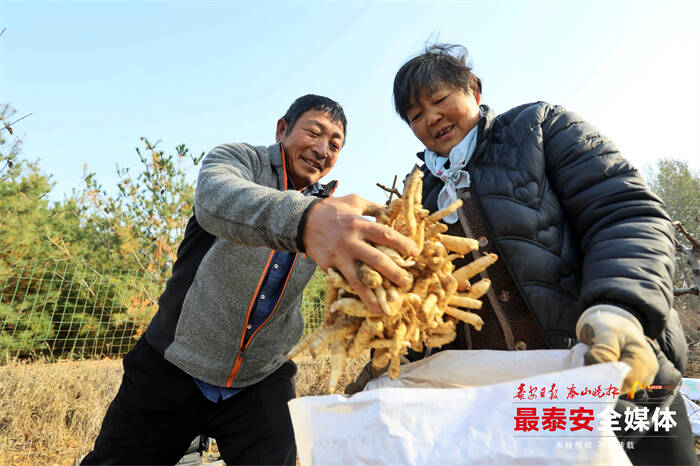 黄精地里种出“黄金” 泰山脚下万亩黄精喜丰收