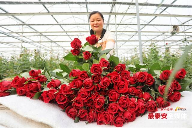 Remarkable Shandong| Fresh-cut flower industry booms in Xintai