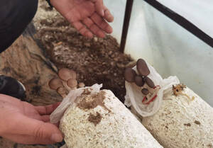 乡村振兴齐鲁样板·村村有好戏丨小菌菇释放乡村振兴大“蘑”力
