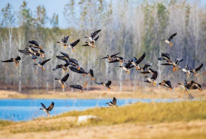 Beautiful Shandong: Linyi offers wintering for migratory birds