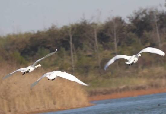 齐河黄河水乡湿地迎来越冬天鹅 尽显黄河生态之美