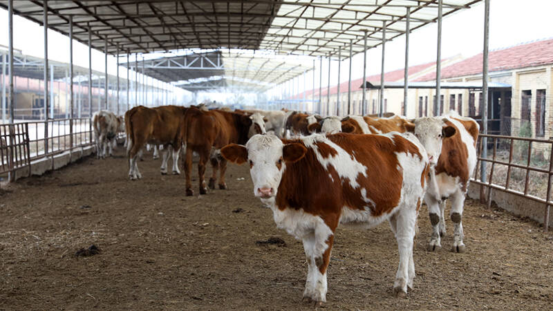 山东省肉牛增量提质行动工作推进会议在乐陵举行