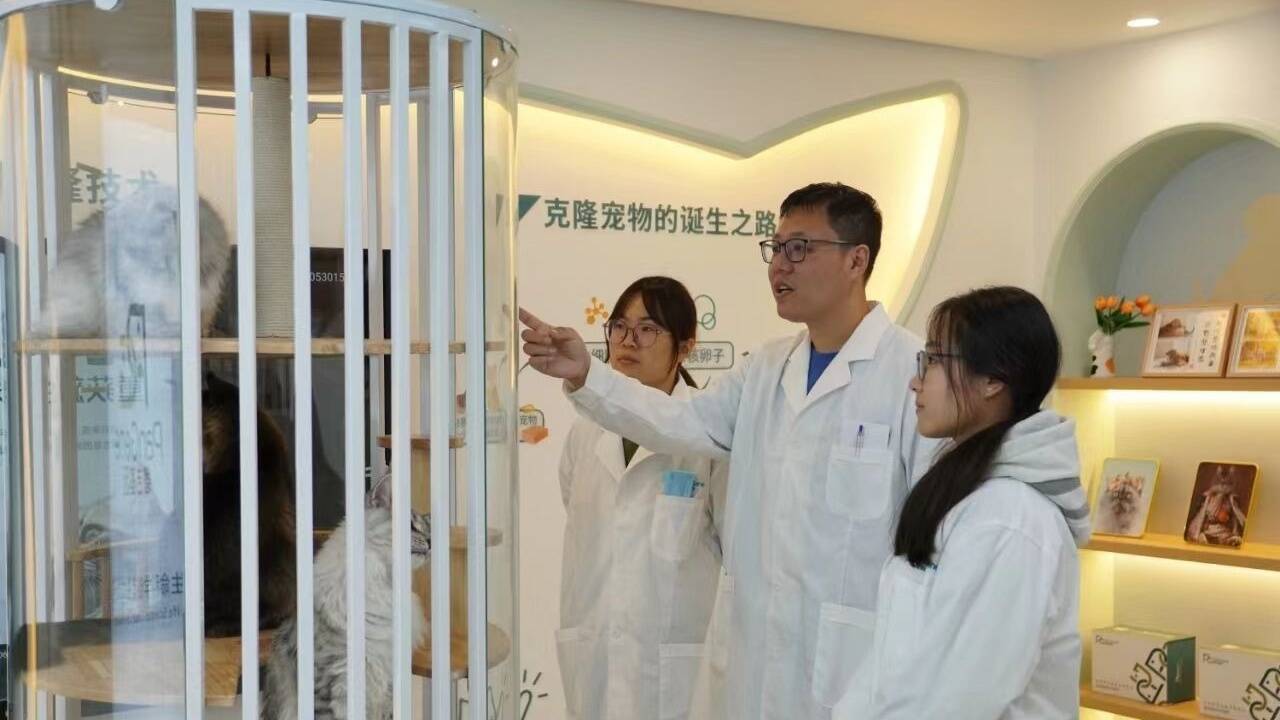 “中国风”克隆猫今在青岛农业大学降生，技术已实现全流程国产化替代