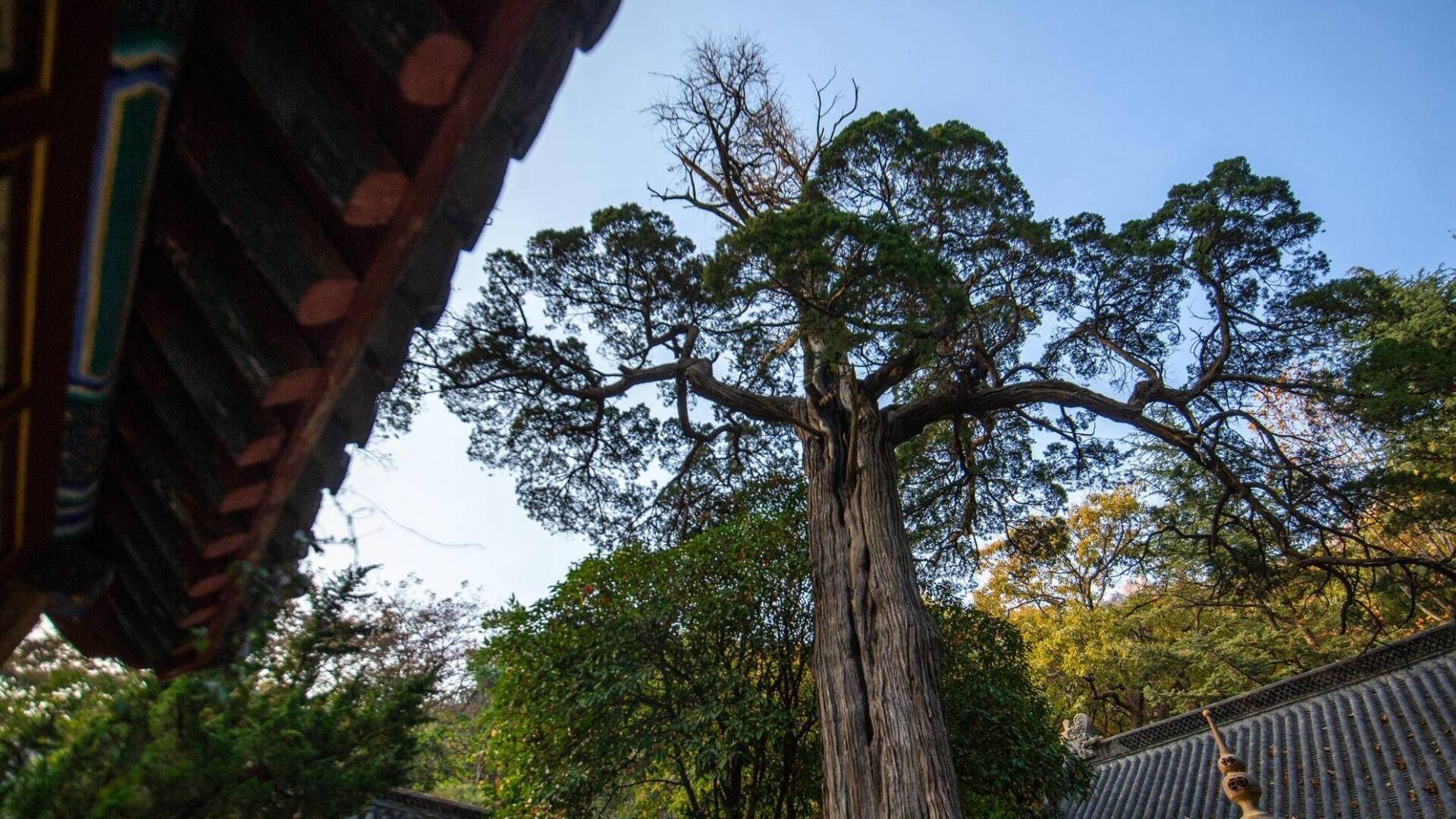 青岛：保护古树名木，留下城市“年轮”