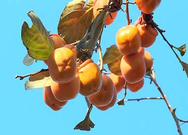 威海环翠区：百年柿树挂“灯笼”又是一年柿子红