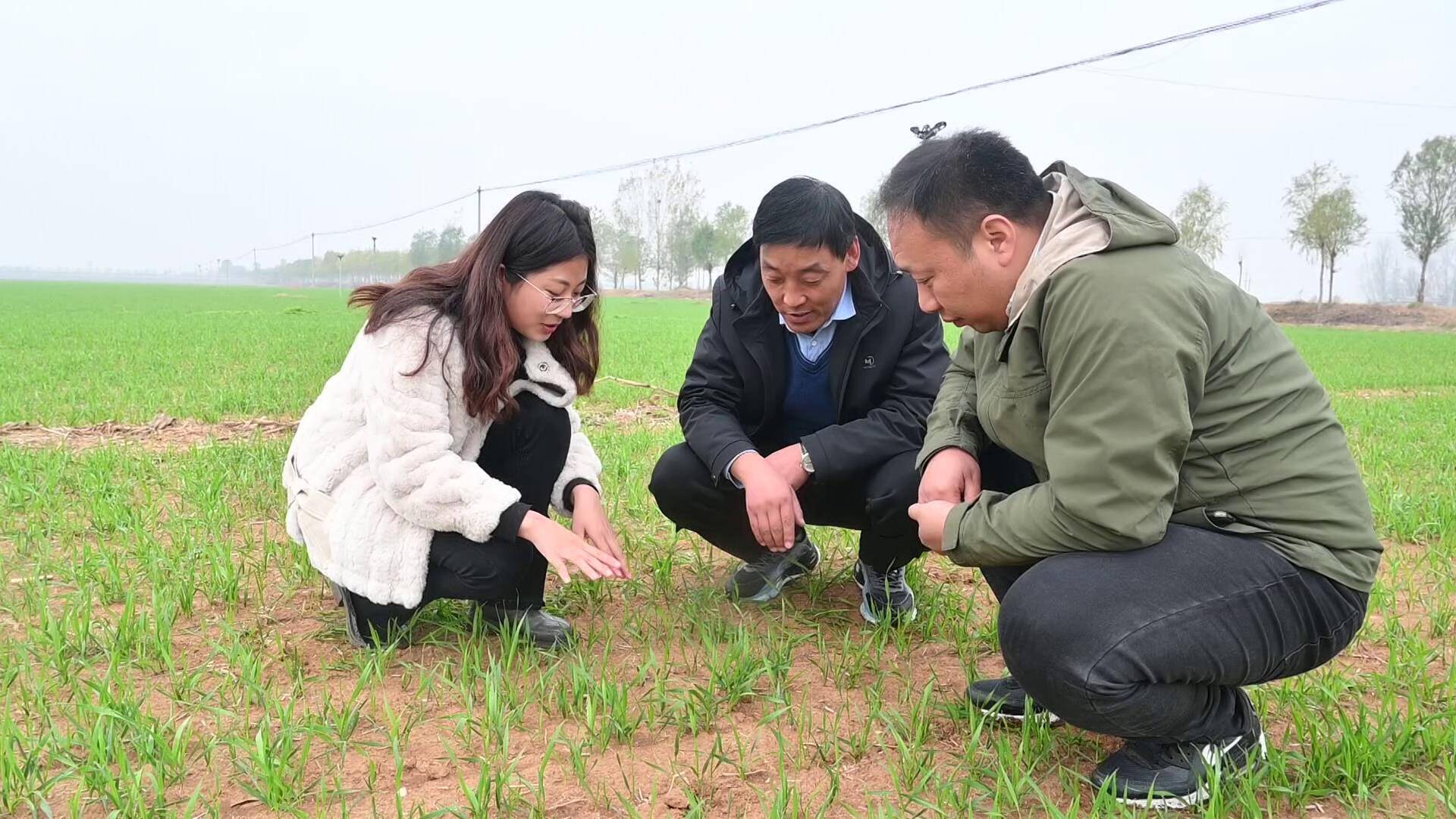 肥城：促弱控旺镇压防冻 农技专家花样支招小麦越冬