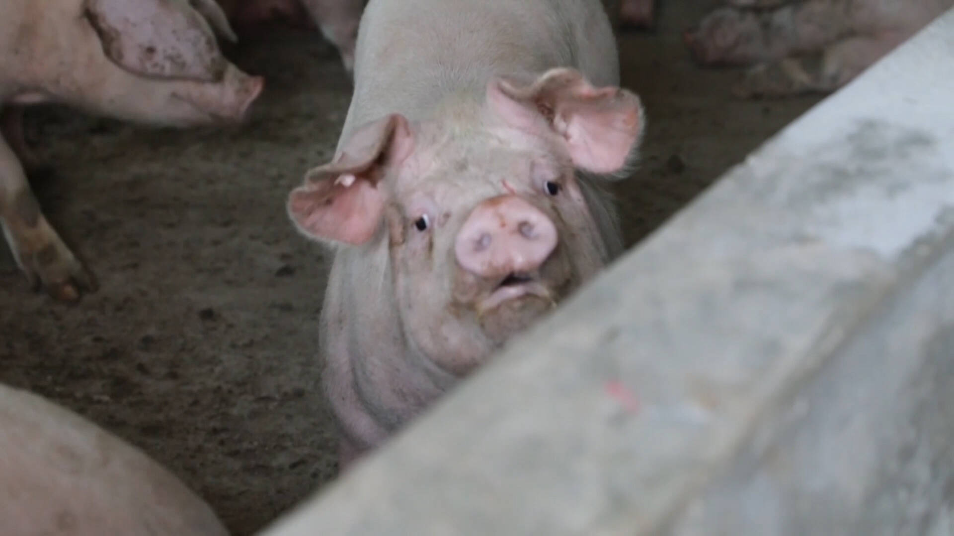 武城县：优化能繁母猪存栏结构 全力保障猪肉市场供应