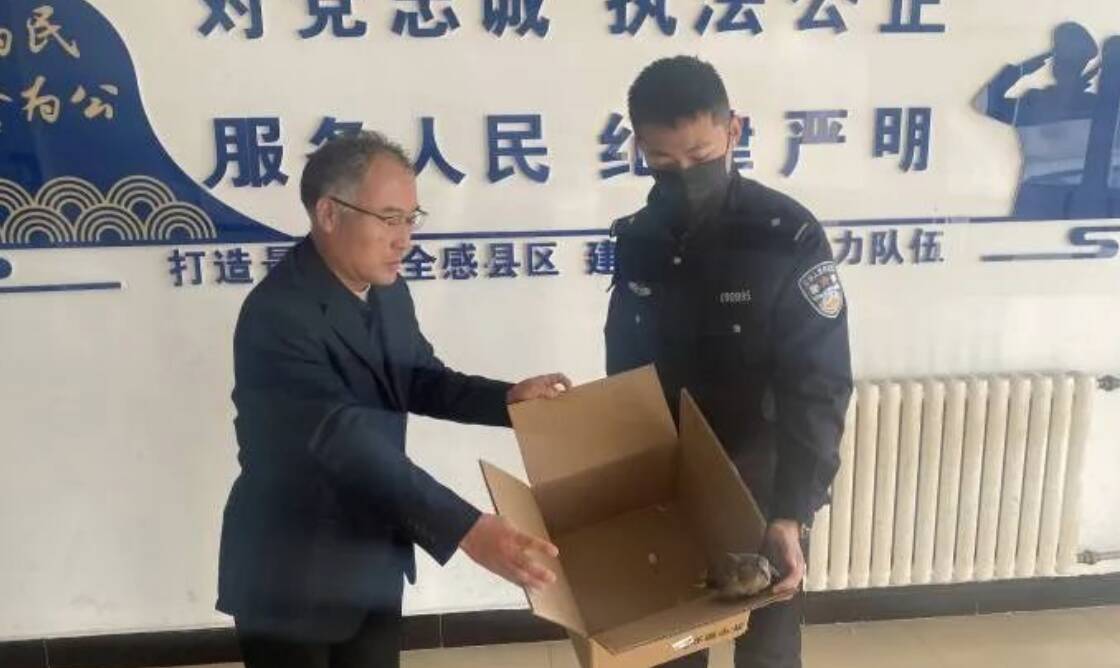 陽信：警民聯(lián)手救助的“飛鳥”竟是國家二級保護(hù)野生動物