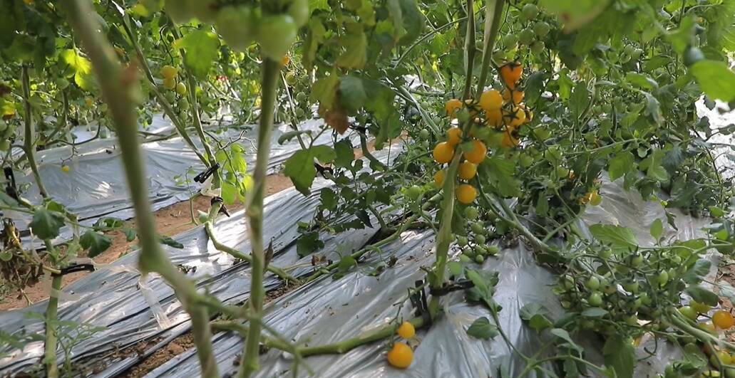 濱州沾化：積極應對寒潮天氣 保障市民溫暖過冬