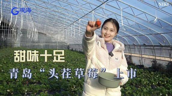 开吃！青岛“头茬草莓”香甜上市