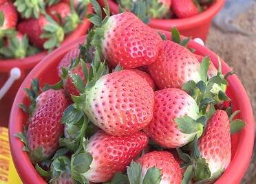 龙口市：草莓抢“鲜”上市 量少价高销售紧俏