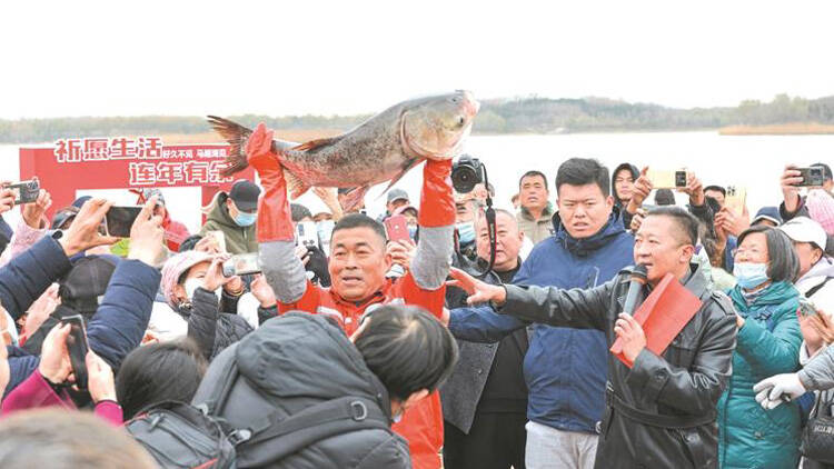 马踏湖捕鱼节丨“头鱼”重达24.4公斤