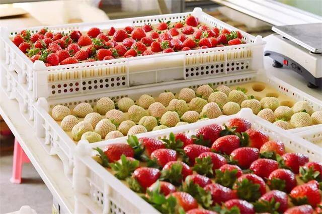 威海南海新区：草莓抢“鲜”引外商预购