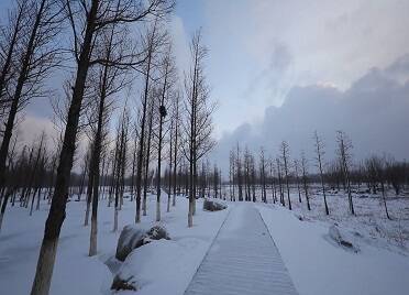 踏雪观林 尽享鱼鸟河公园冬日静谧