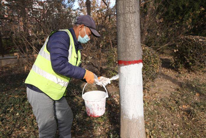 滨州市主城区8000余株绿化树将穿上防寒“新衣”