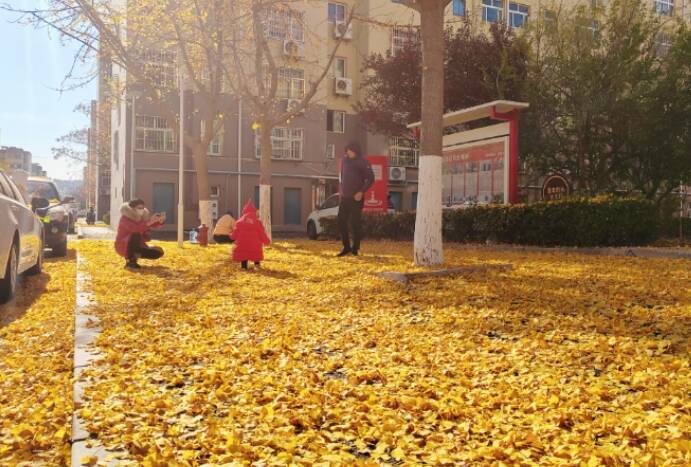 泰安华新社区“落叶缓扫”，为居民留住最美秋天