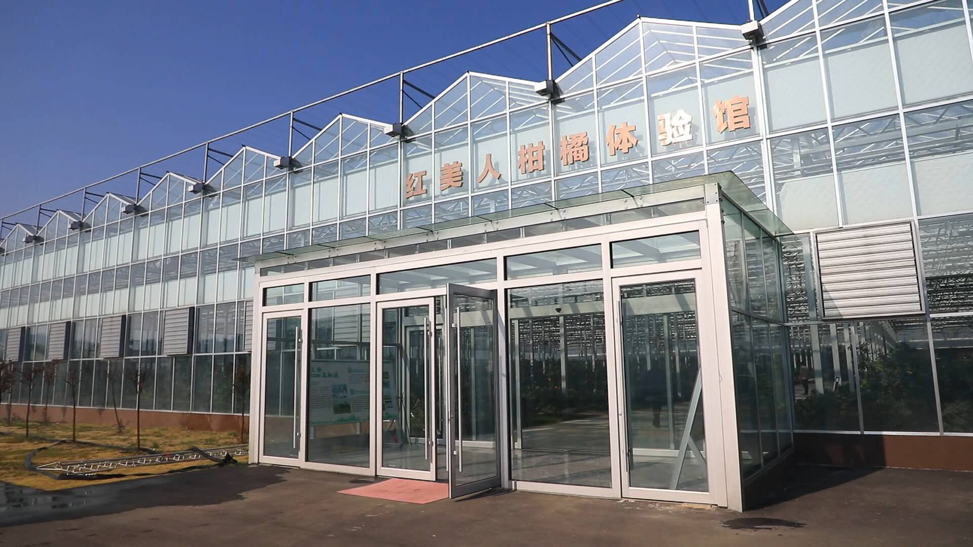橘生淮北仍为“橘”  临沂柑橘迎来冬日采摘旺季