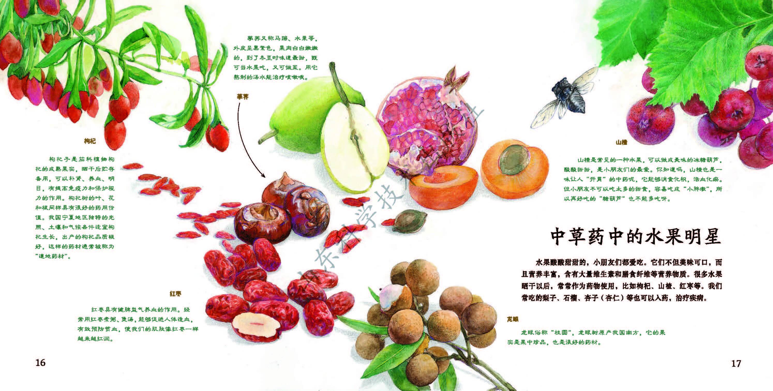 噢中草药中医药科普图画书