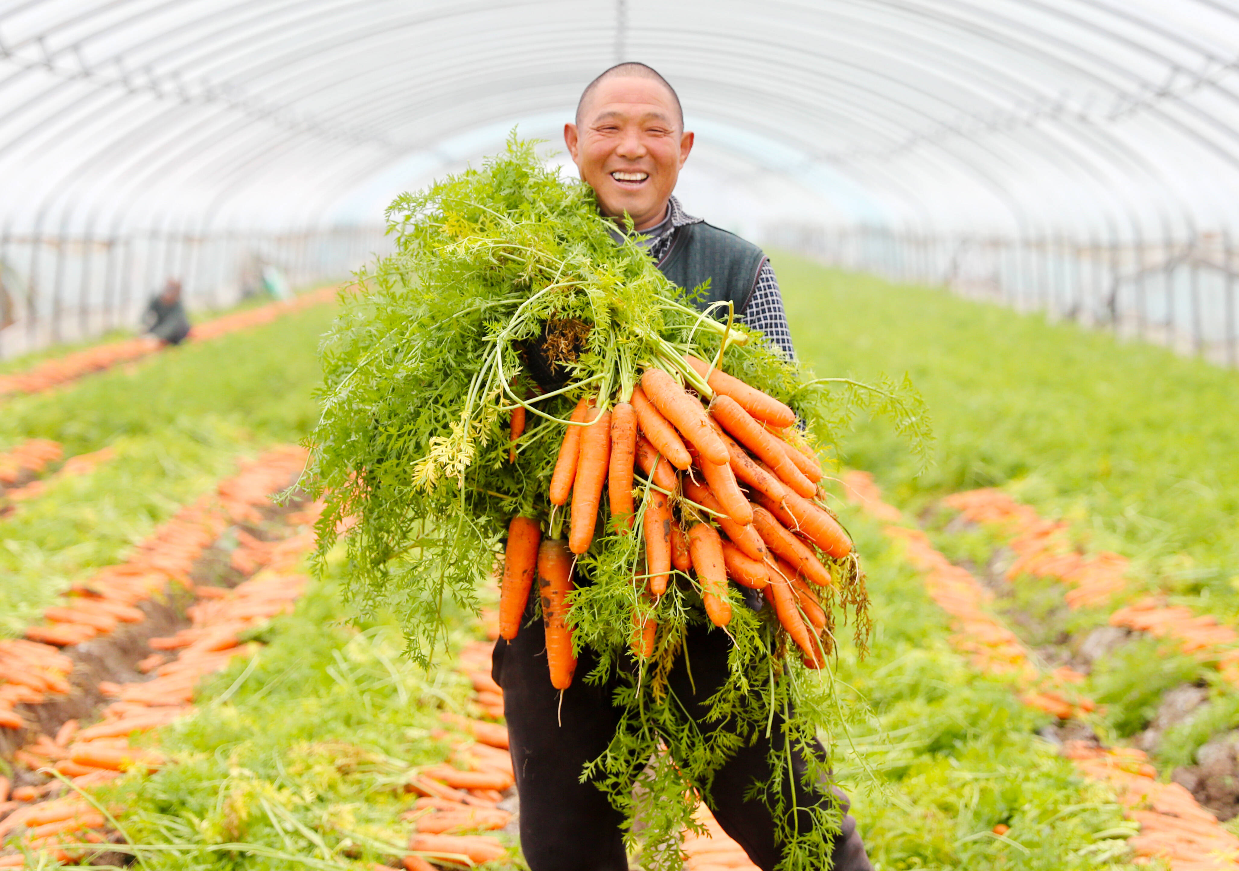 莱西胡萝卜喜获丰收 超六成出口海外