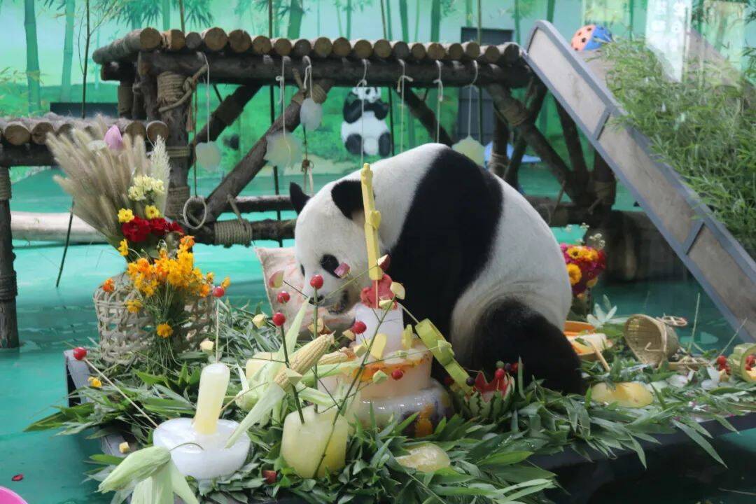 难说再见！国宝大熊猫“希望”“武俊”即将离泰回川