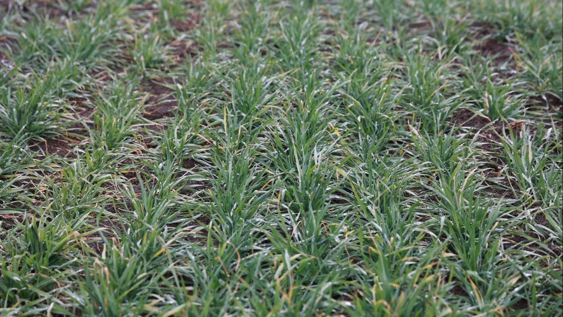 兰陵：冬雨到来小麦缓旱增墒 农技专家支招麦田越冬管理