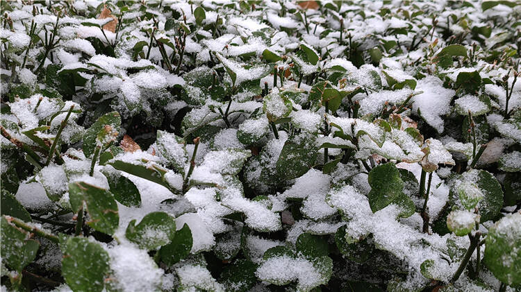 潍坊已有县市区下发停课通知 积极应对寒潮雨雪大风恶劣天气