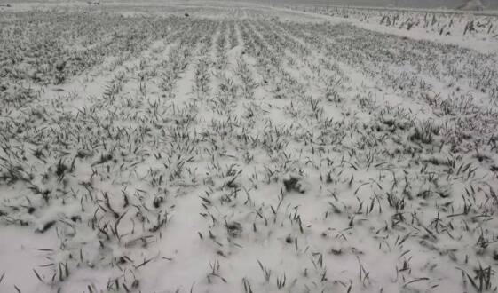 潍坊：积极应对降雪降温天气 护航农业生产安全