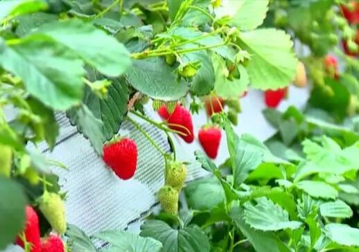 临朐：发展“莓”好产业 种出乡村振兴新路子