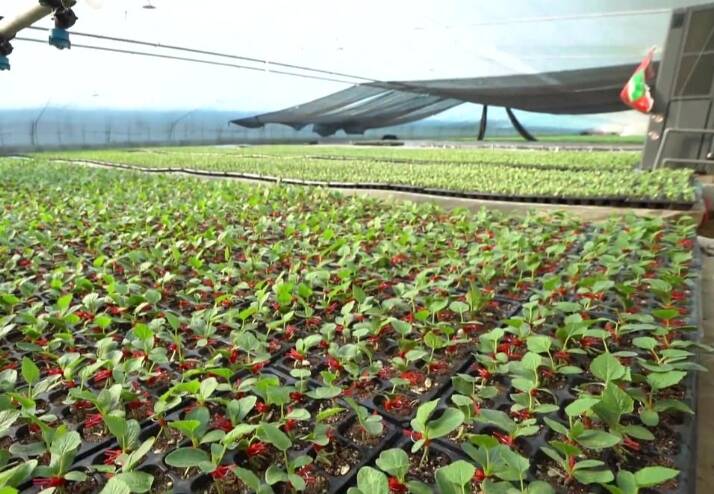 潍坊：农技人员“支招”应对寒潮 保障农业安全生产