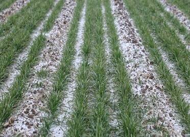 招远农技专家深入田间地头支招麦田越冬管理 确保小麦安全越冬
