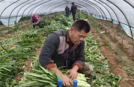 兰陵县“鸿雁人才”发展循环农业 鼓起农民“钱袋子”