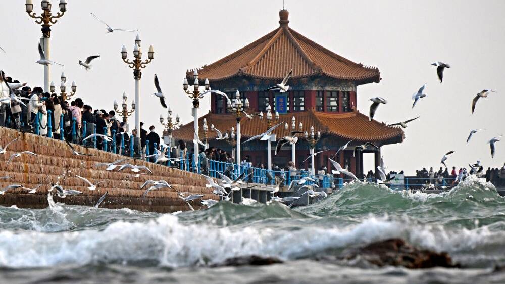 青岛栈桥：海鸥逐浪，舞动冬日
