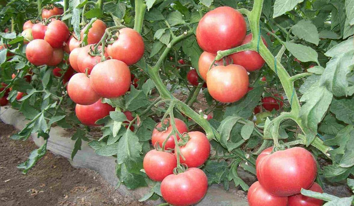 小小西红柿成为乡村增收致富果