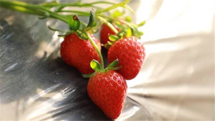 东营市东营区：小草莓映红乡村振兴“莓”好生活