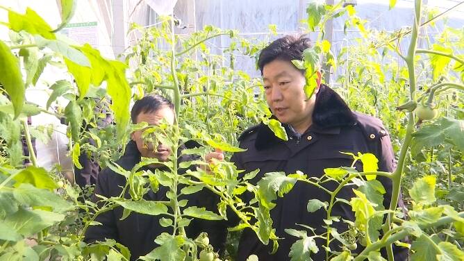 潍坊：省农技专家进棚指导应对新一轮降温 护航蔬菜稳定供应