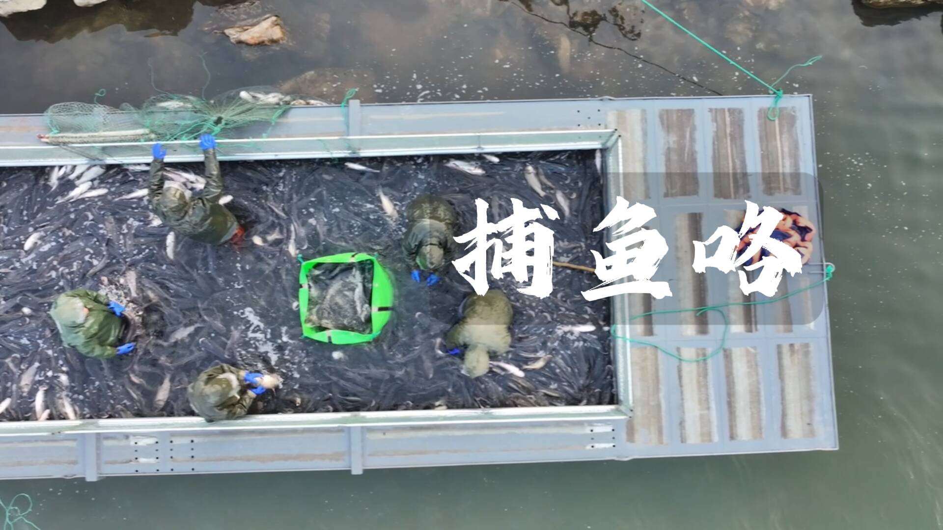 不投餌、不喂料，棗莊巖馬湖的魚不一樣