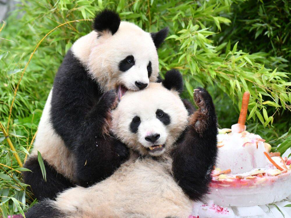 German-born pandas arrive in Chengdu