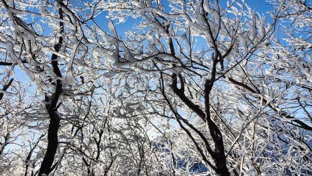 邹平：美丽雪凇扮靓冬日