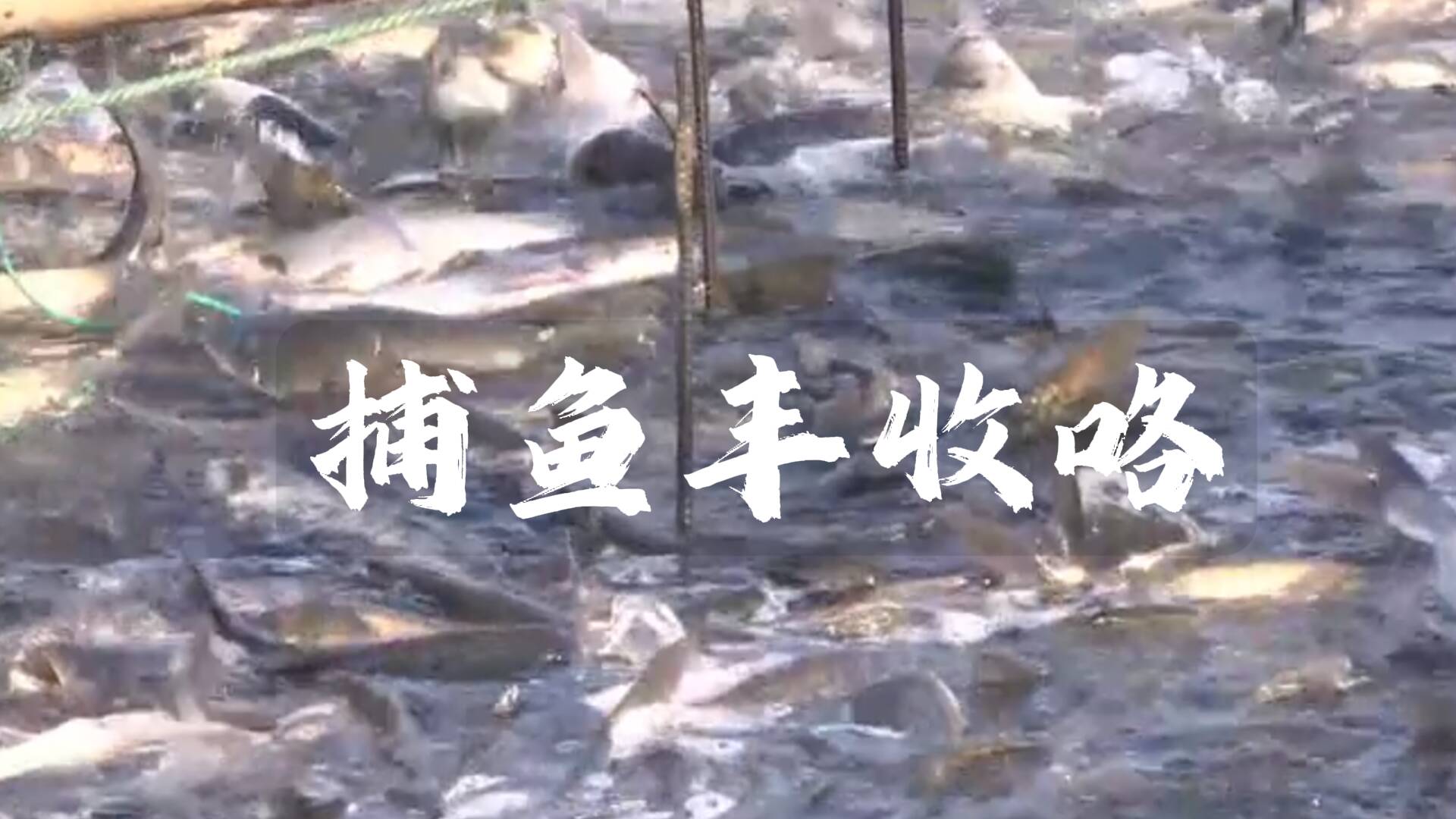 鲜活、个大！杭州客商当场下单5万多斤岩马湖鱼