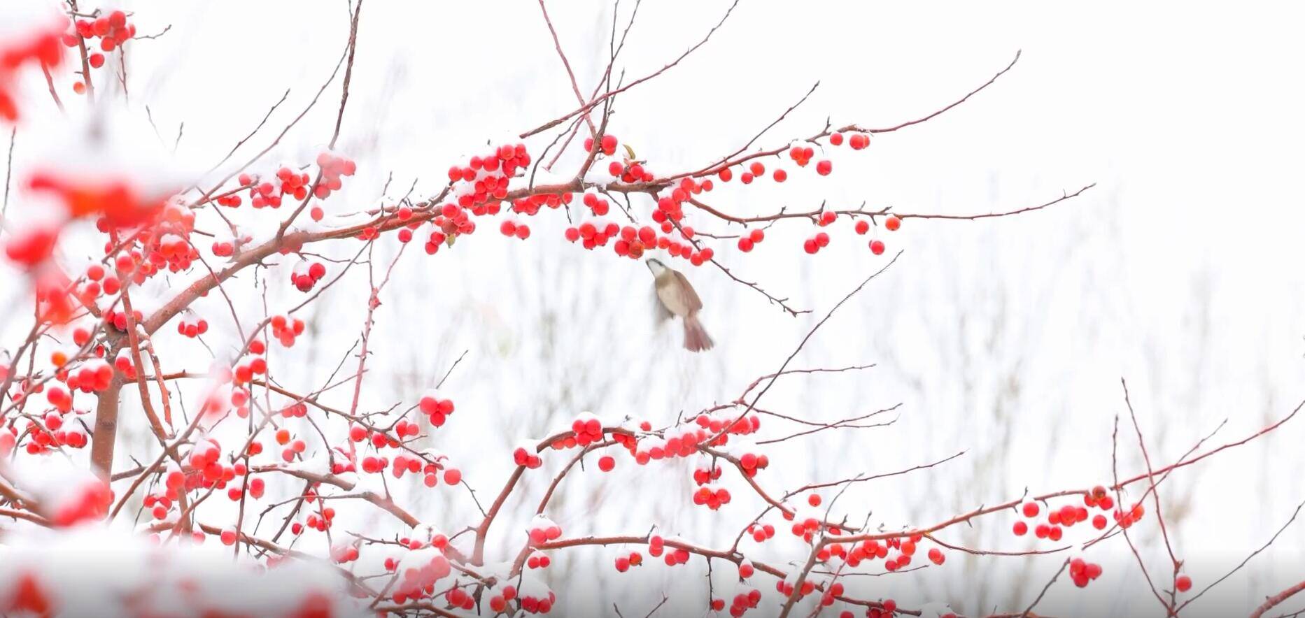 濱州：雪后群山下的自然風光