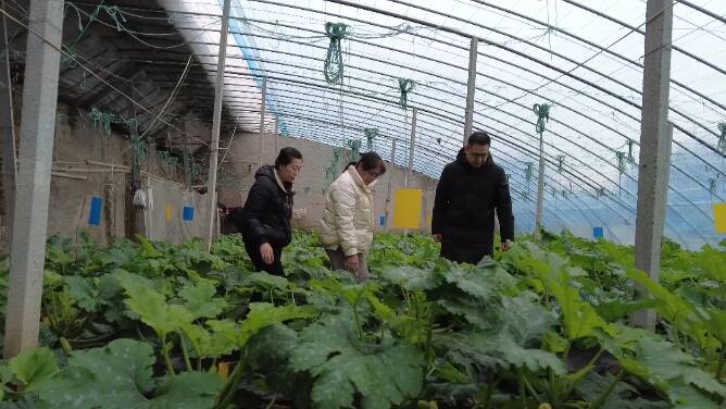 潍坊市坊子区：农技专家支招应对“低温天” 助力蔬菜稳产保供