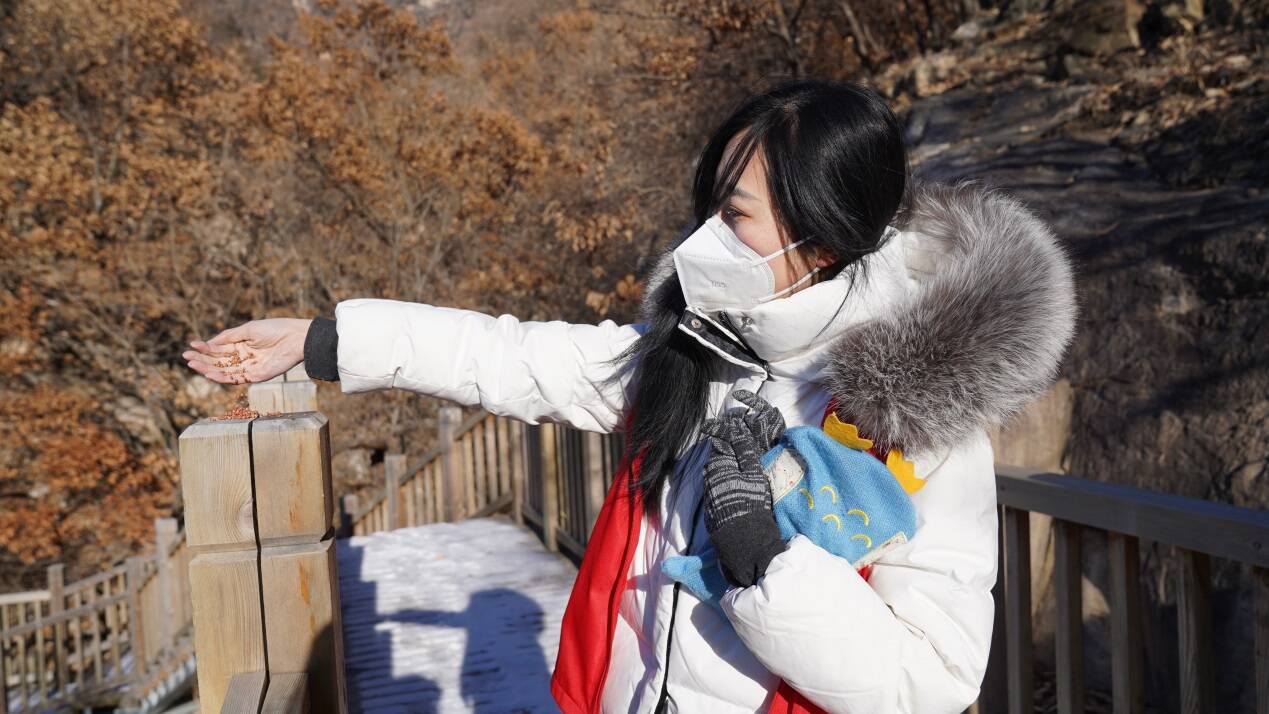 泰山冬季鸟类保护志愿者在行动 丨雪中送粮！泰山景区组织开展冬季鸟类投食活动 