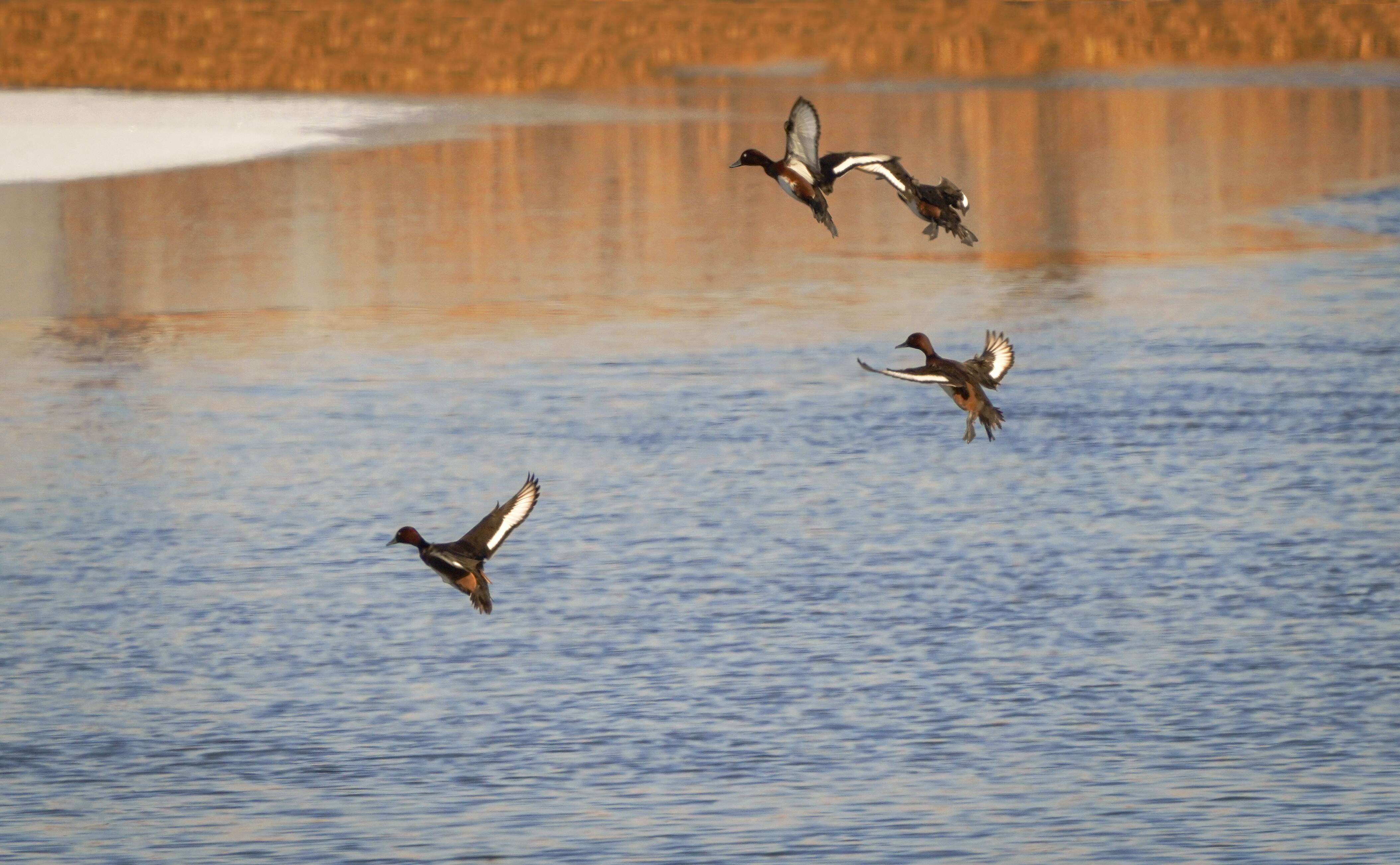 国家一级保护动物青头潜鸭现身海阳