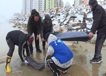 龙口市：江豚搁浅滩涂 多方联手救助