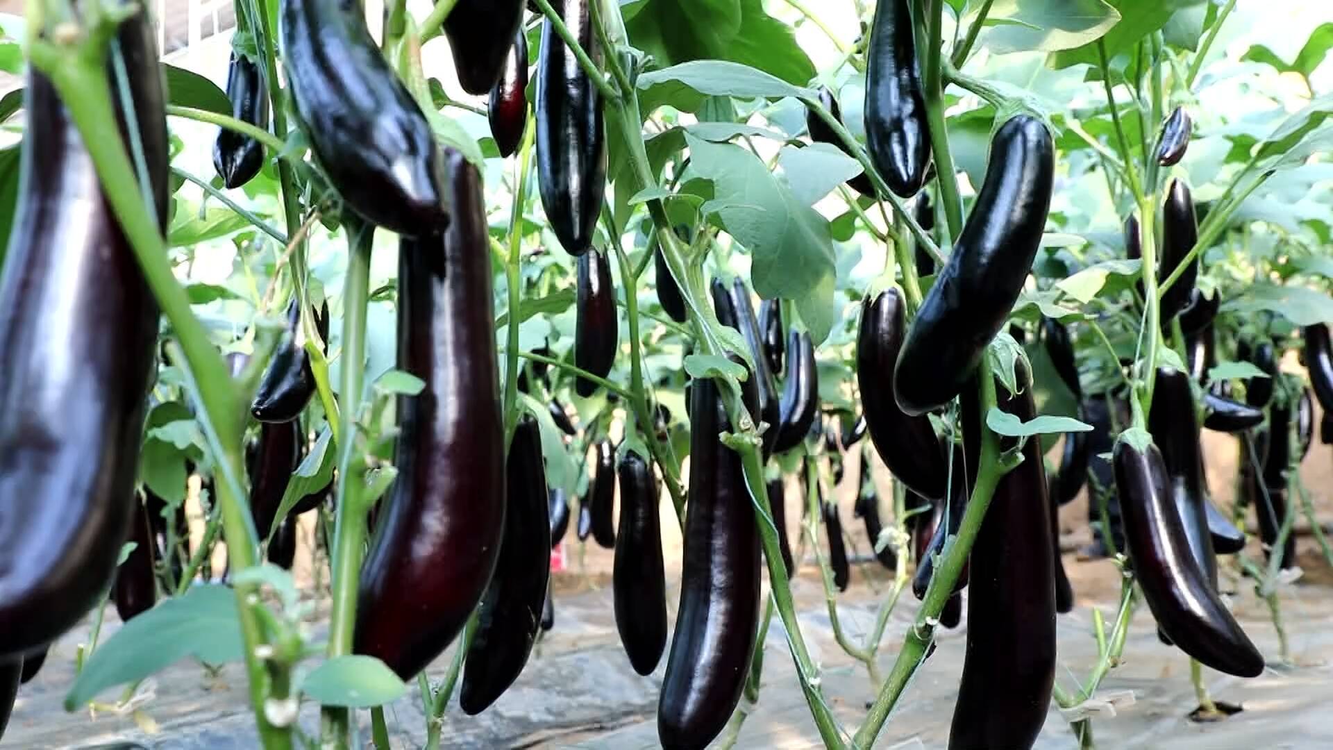 菏泽定陶：2000亩长茄喜丰收 特色蔬菜种植产业促乡村发展