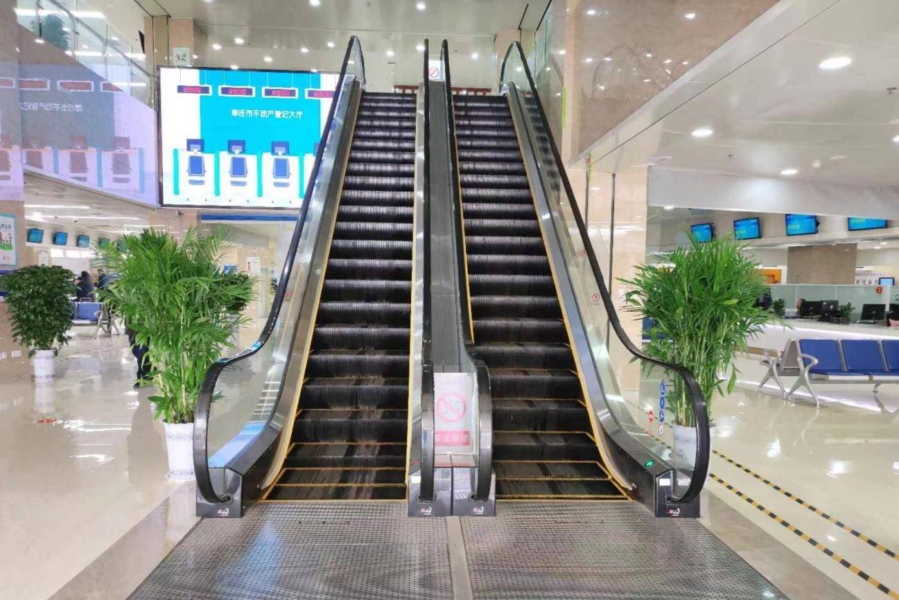 260余盆绿植扮靓枣庄薛城市民服务中心