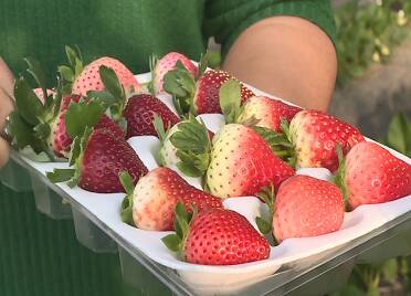 龙口市：草莓产量高 价格大“跳水”