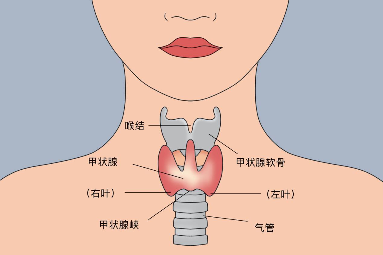 甲状腺知识知多少