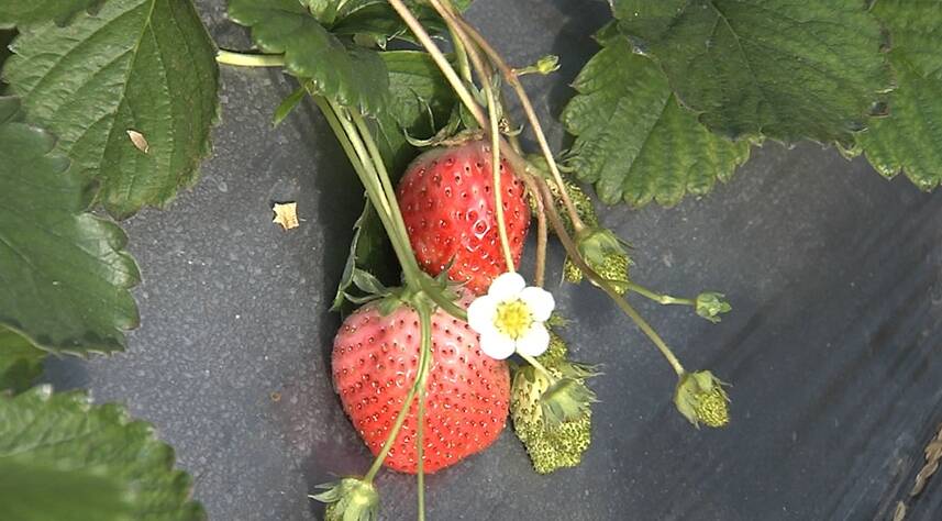 金乡：采摘草莓度元旦 享受田园乐趣
